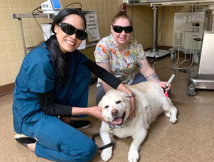 Laser Therapy for Dogs