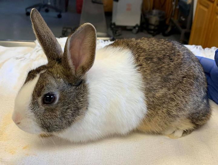 Allentown Small Animal Hospital